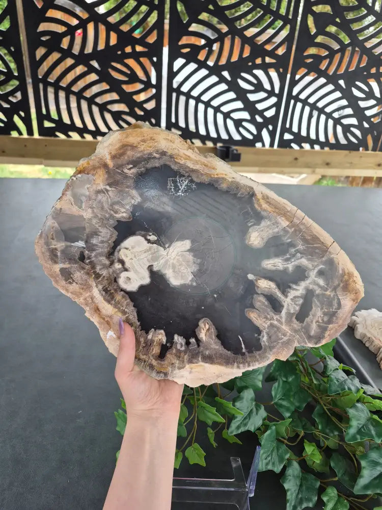 PETRIFIED WOOD SLAB #1