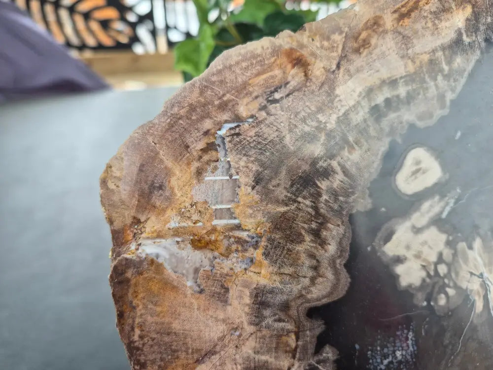 PETRIFIED WOOD SLAB #1