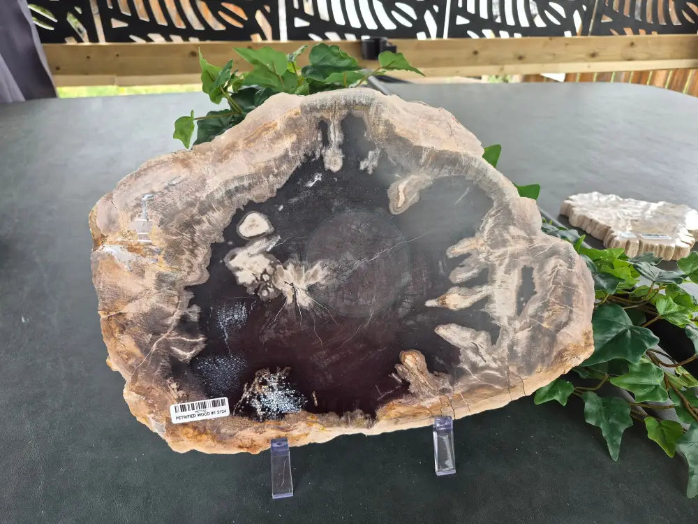 PETRIFIED WOOD SLAB #1
