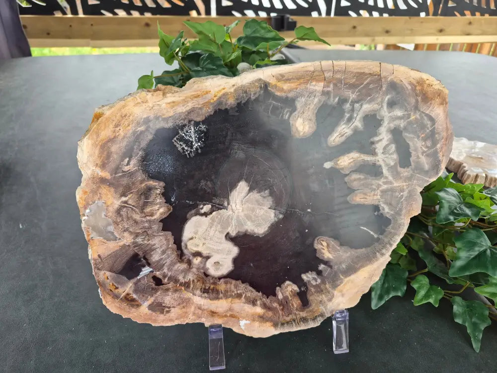 PETRIFIED WOOD SLAB #1