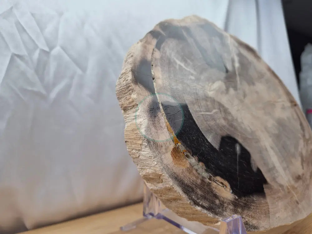 PETRIFIED WOOD SLAB 1