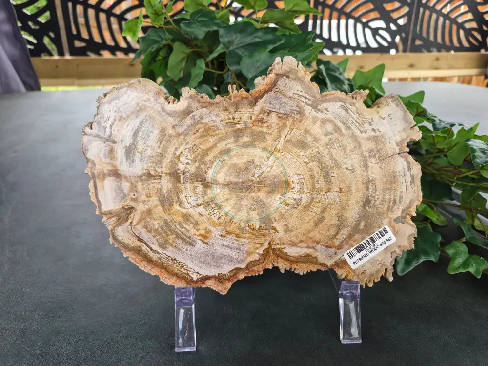 PETRIFIED WOOD SLAB #10