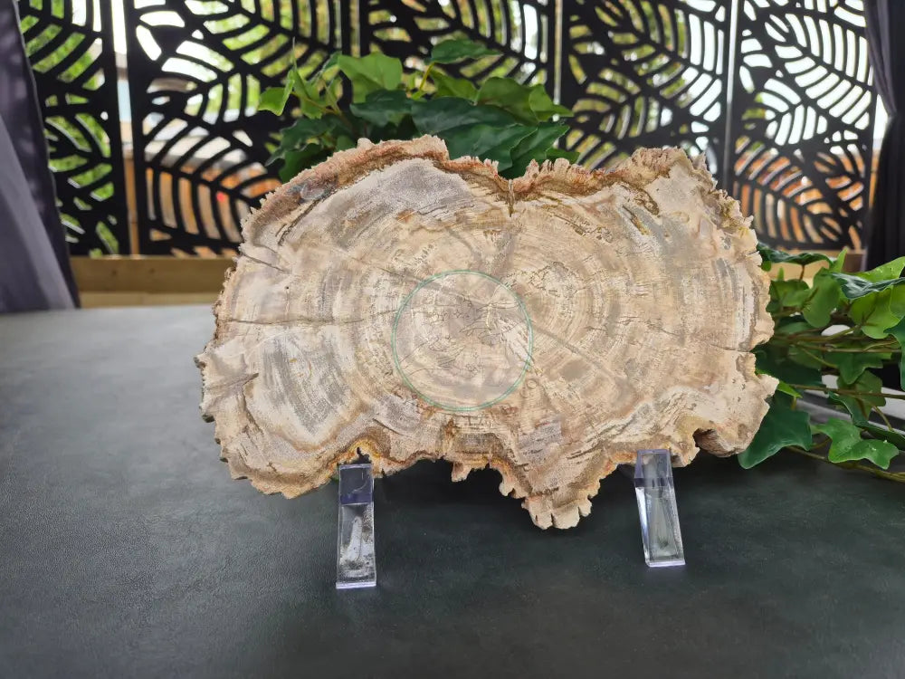 PETRIFIED WOOD SLAB #10