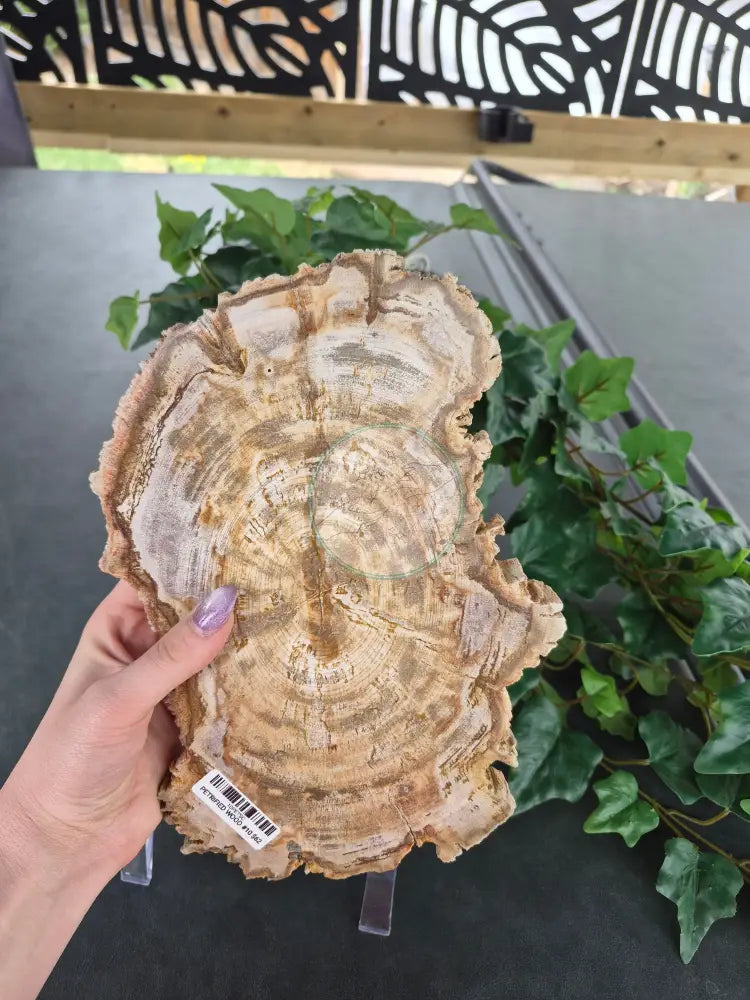 PETRIFIED WOOD SLAB #10