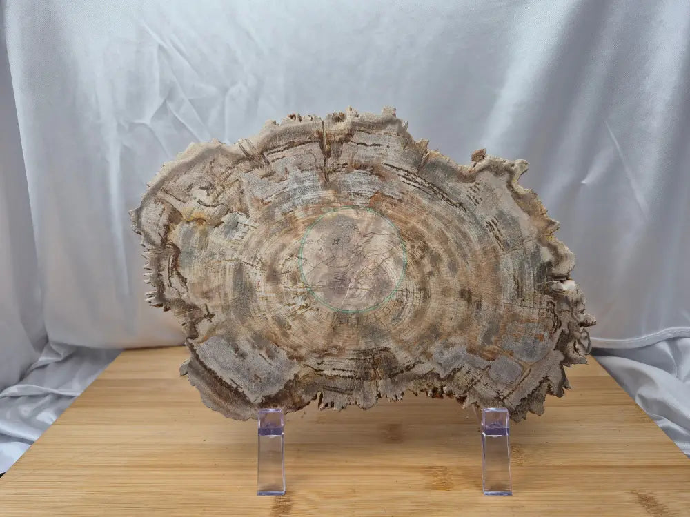 PETRIFIED WOOD SLAB 2