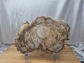 PETRIFIED WOOD SLAB 2