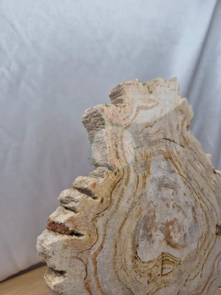 PETRIFIED WOOD SLAB 3