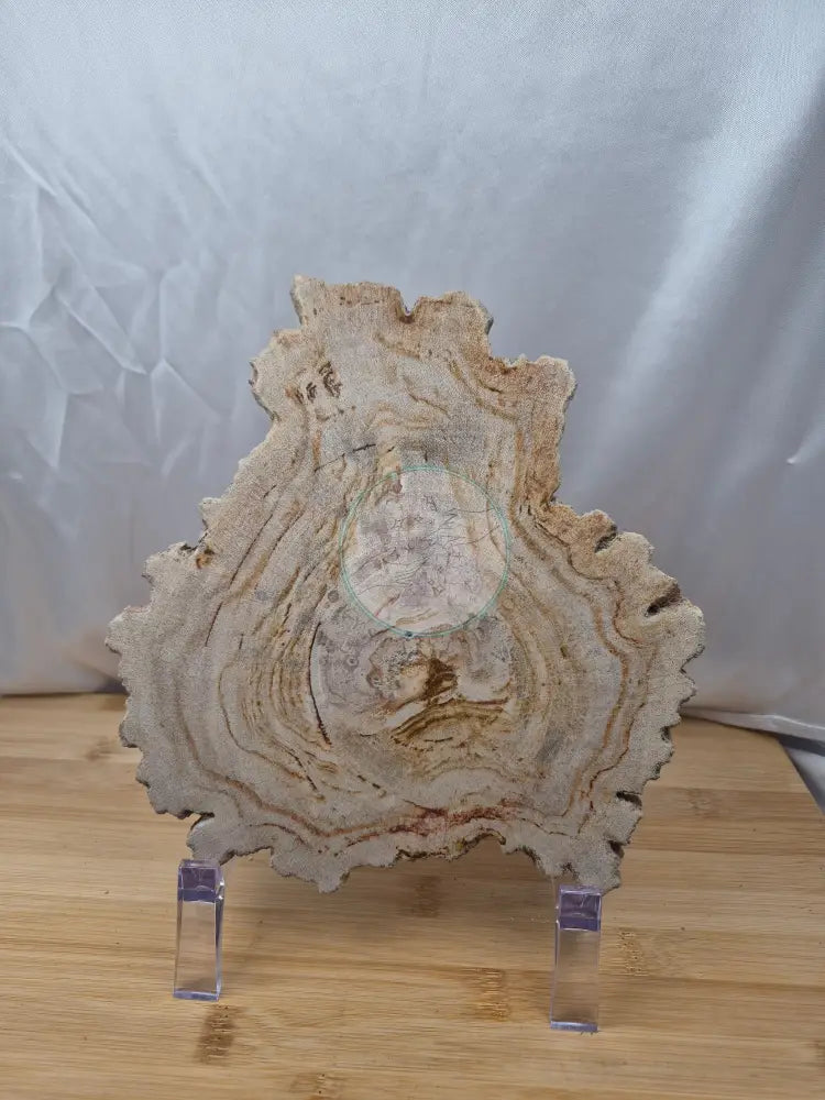 PETRIFIED WOOD SLAB 3