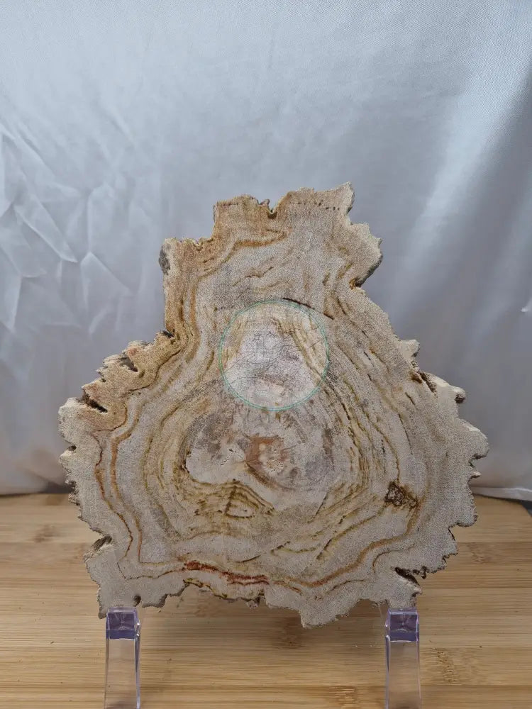 PETRIFIED WOOD SLAB 3