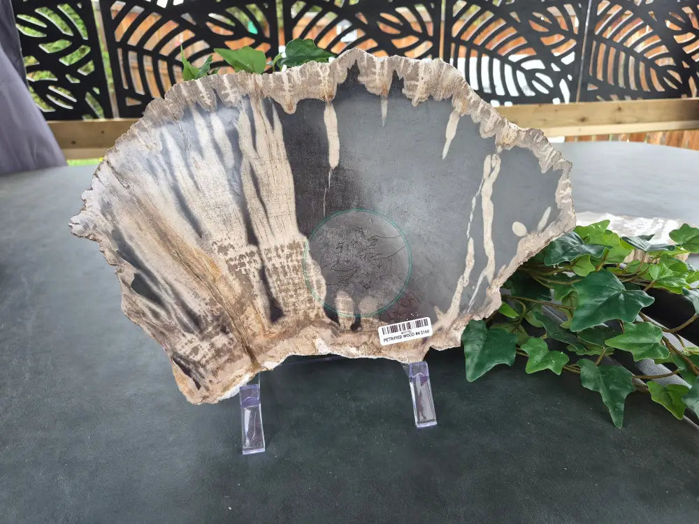 PETRIFIED WOOD SLAB #4