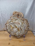 PETRIFIED WOOD SLAB 4
