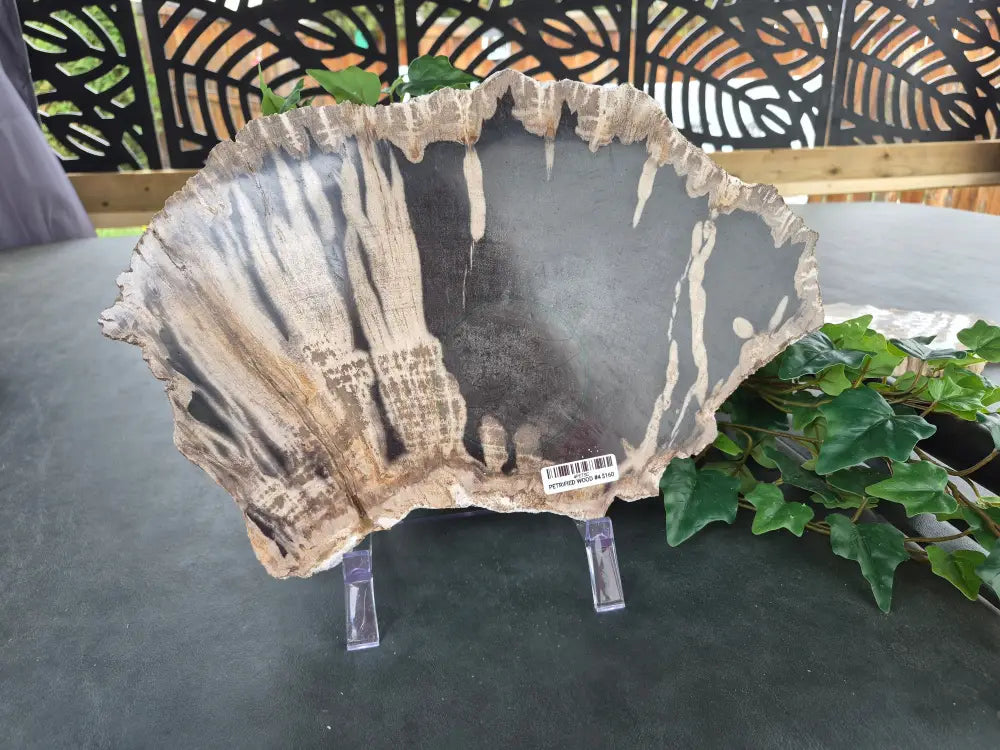 PETRIFIED WOOD SLAB #4