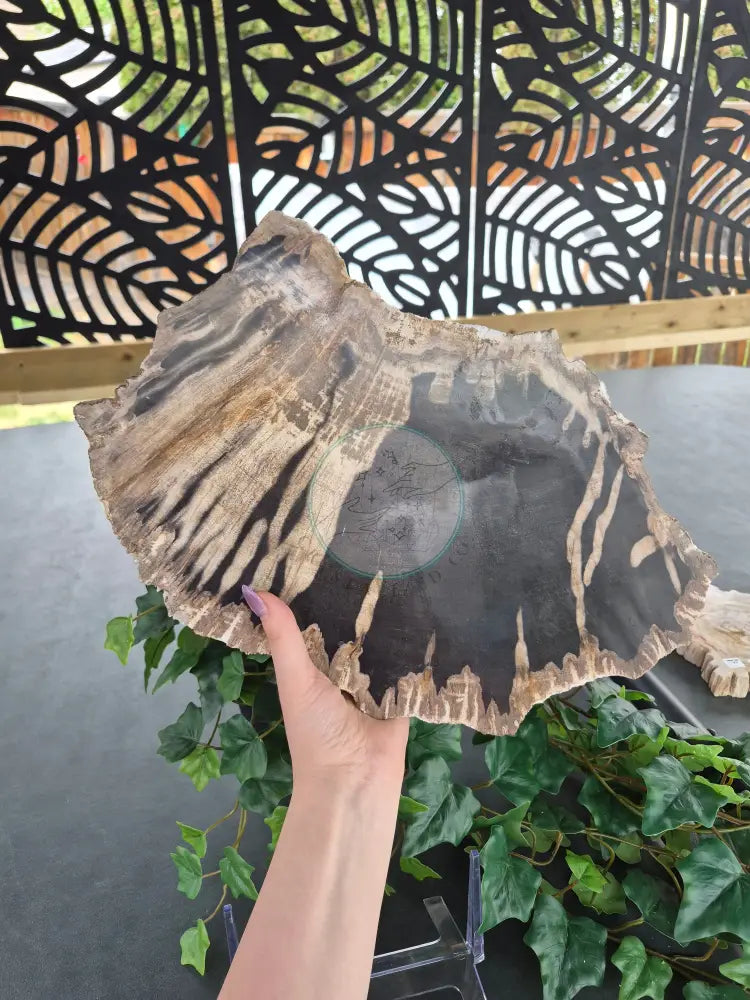 PETRIFIED WOOD SLAB #4