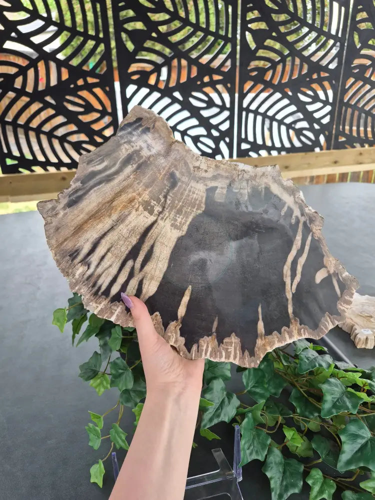 PETRIFIED WOOD SLAB #4