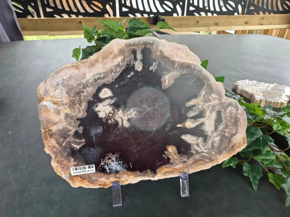 PETRIFIED WOOD SLAB #4