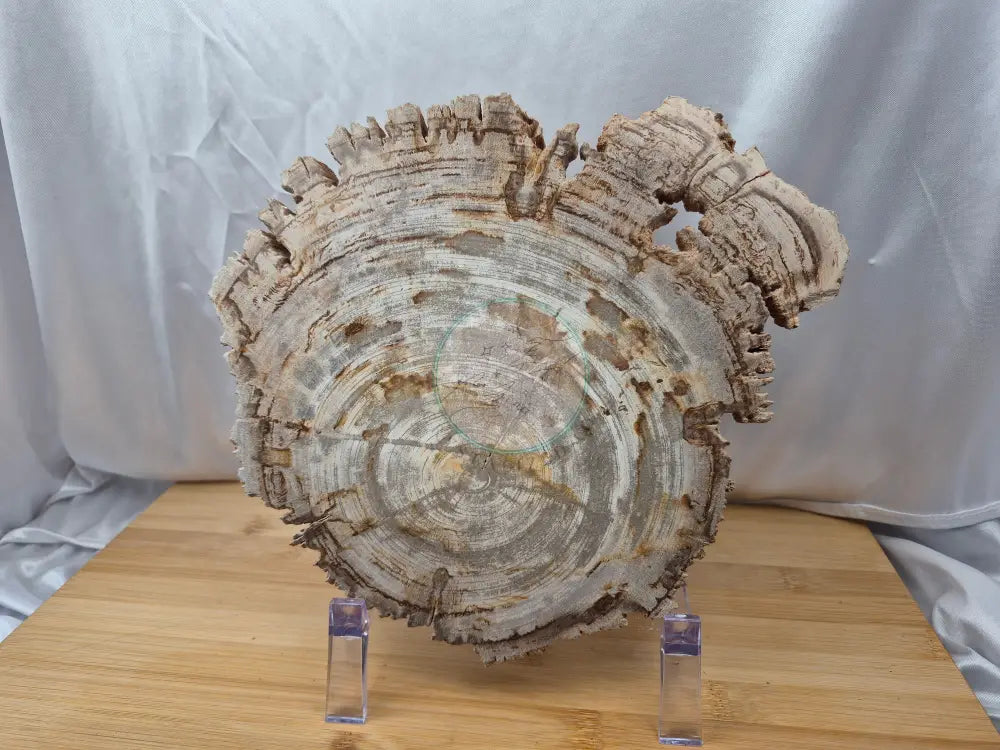 PETRIFIED WOOD SLAB 4