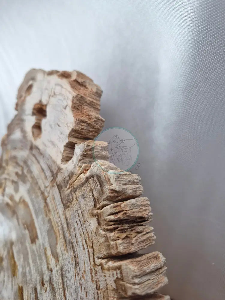 PETRIFIED WOOD SLAB 4