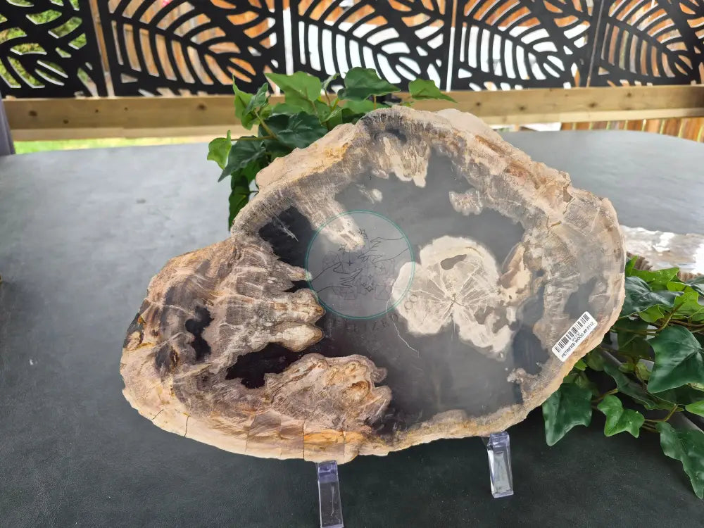 PETRIFIED WOOD SLAB #5