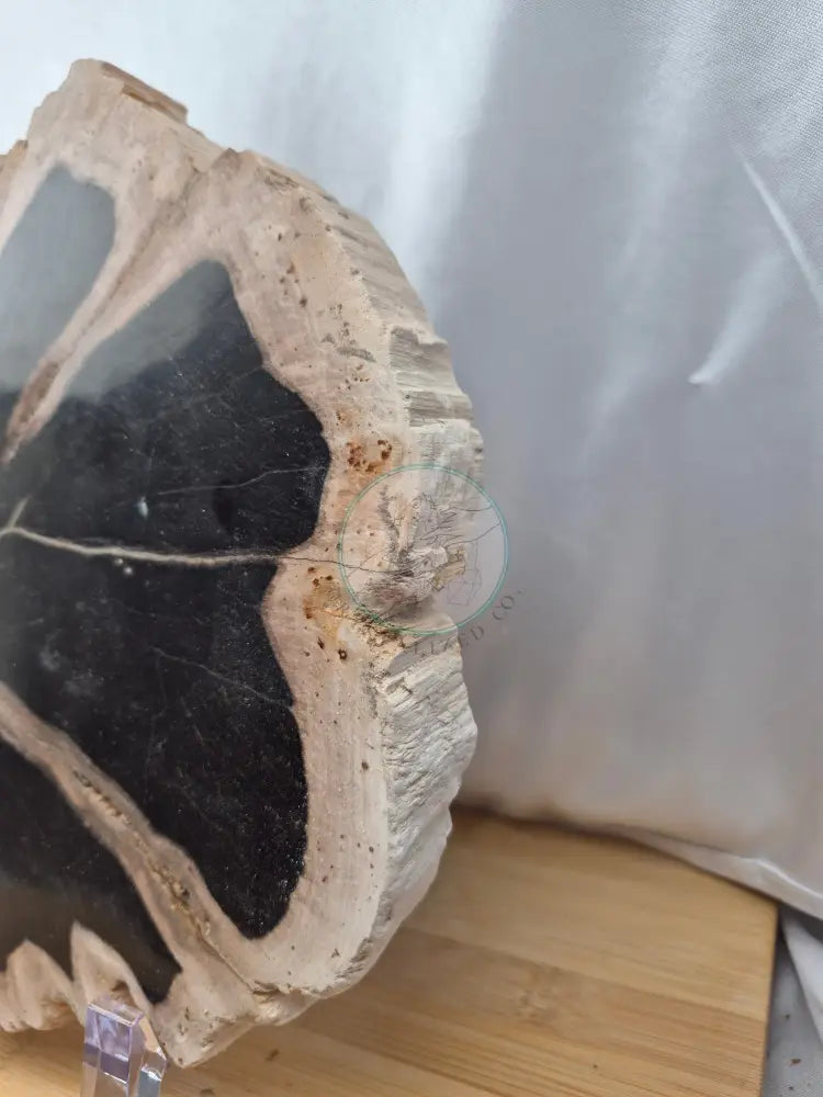 PETRIFIED WOOD SLAB 5