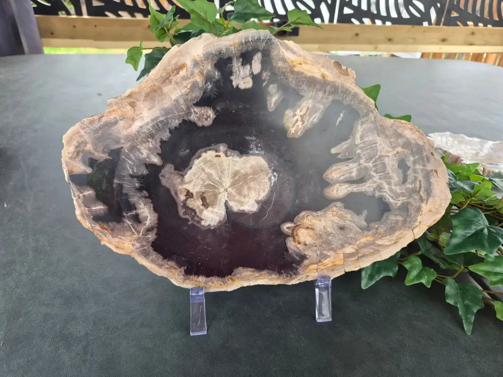 PETRIFIED WOOD SLAB #5