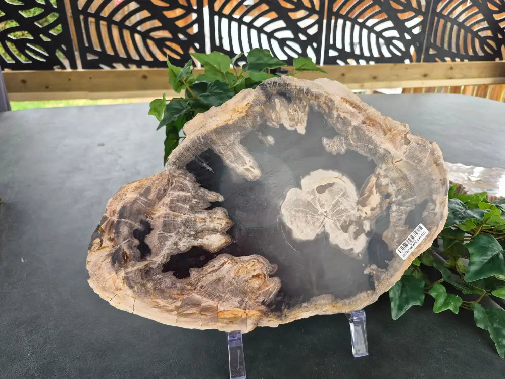 PETRIFIED WOOD SLAB #5
