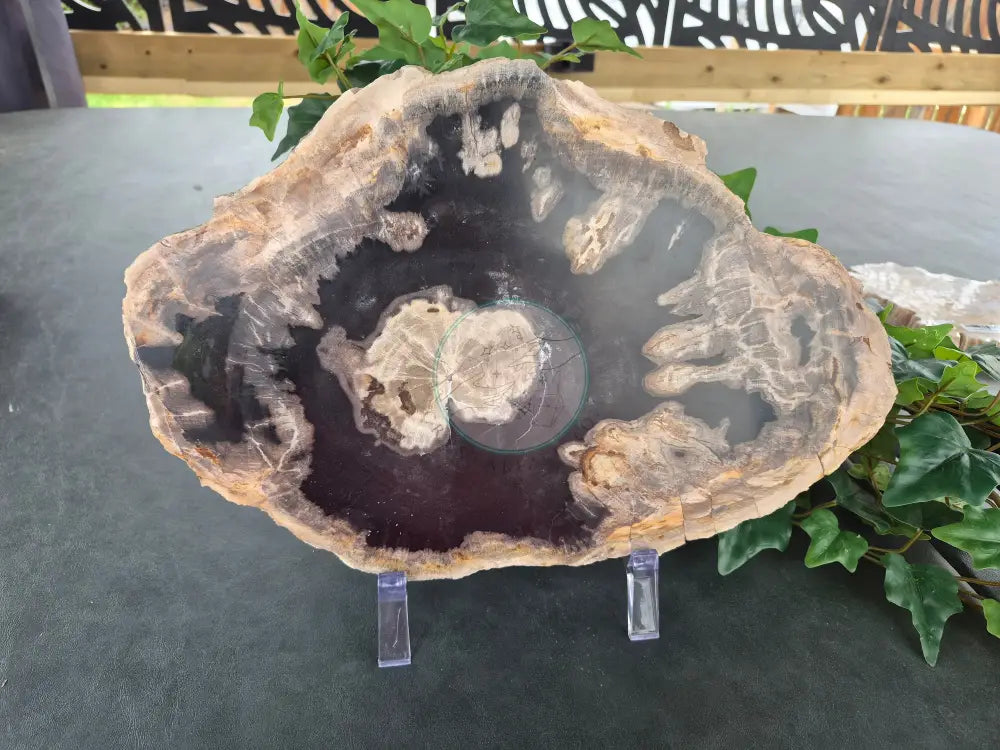 PETRIFIED WOOD SLAB #5