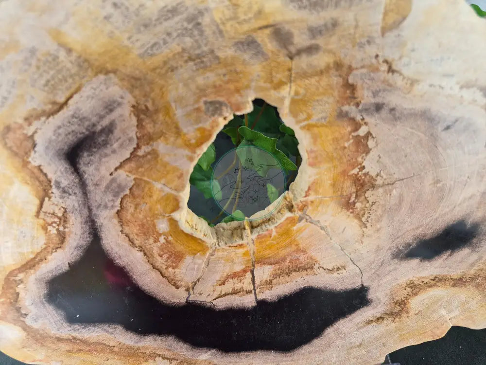 PETRIFIED WOOD SLAB #6