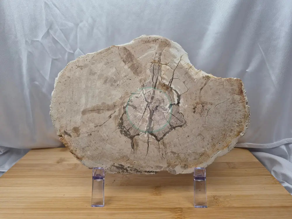 PETRIFIED WOOD SLAB 6