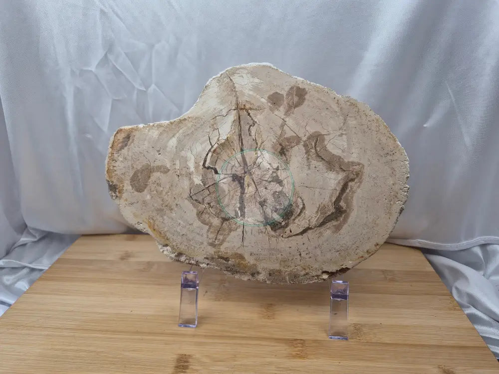 PETRIFIED WOOD SLAB 6