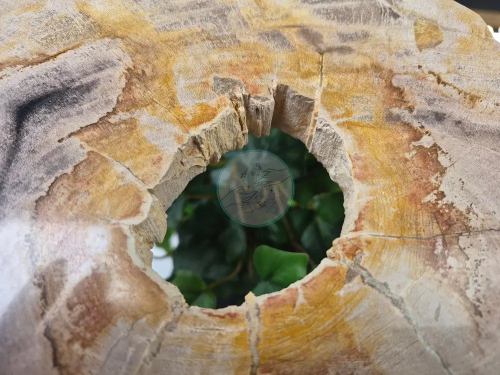 PETRIFIED WOOD SLAB #6