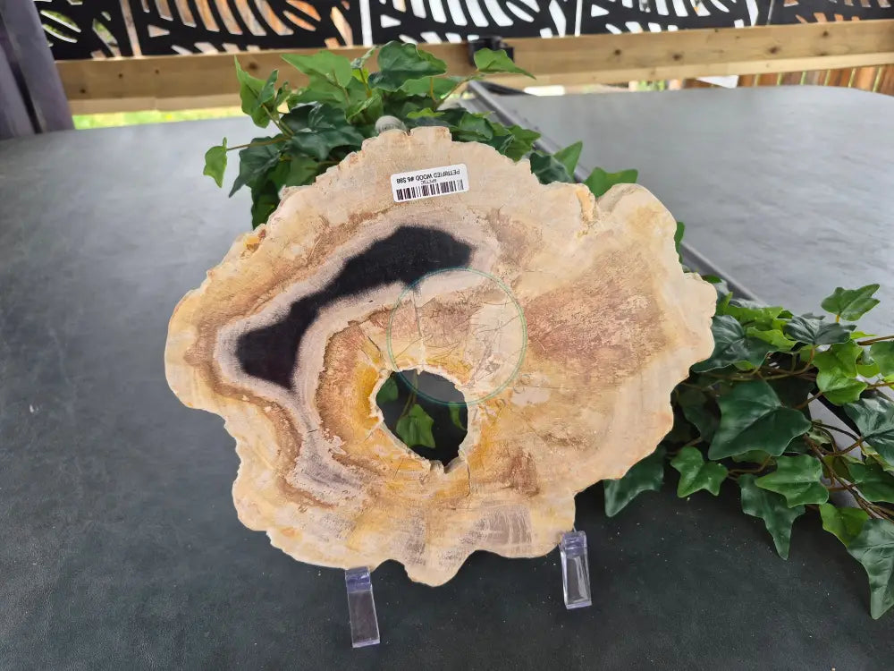 PETRIFIED WOOD SLAB #6