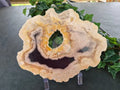PETRIFIED WOOD SLAB #6