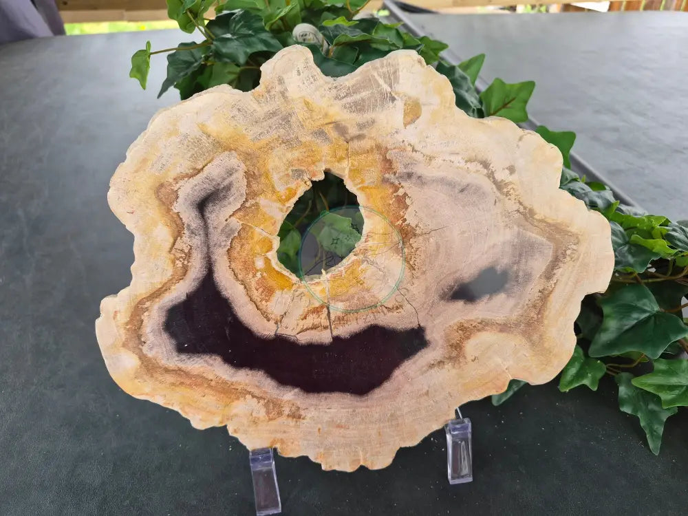 PETRIFIED WOOD SLAB #6