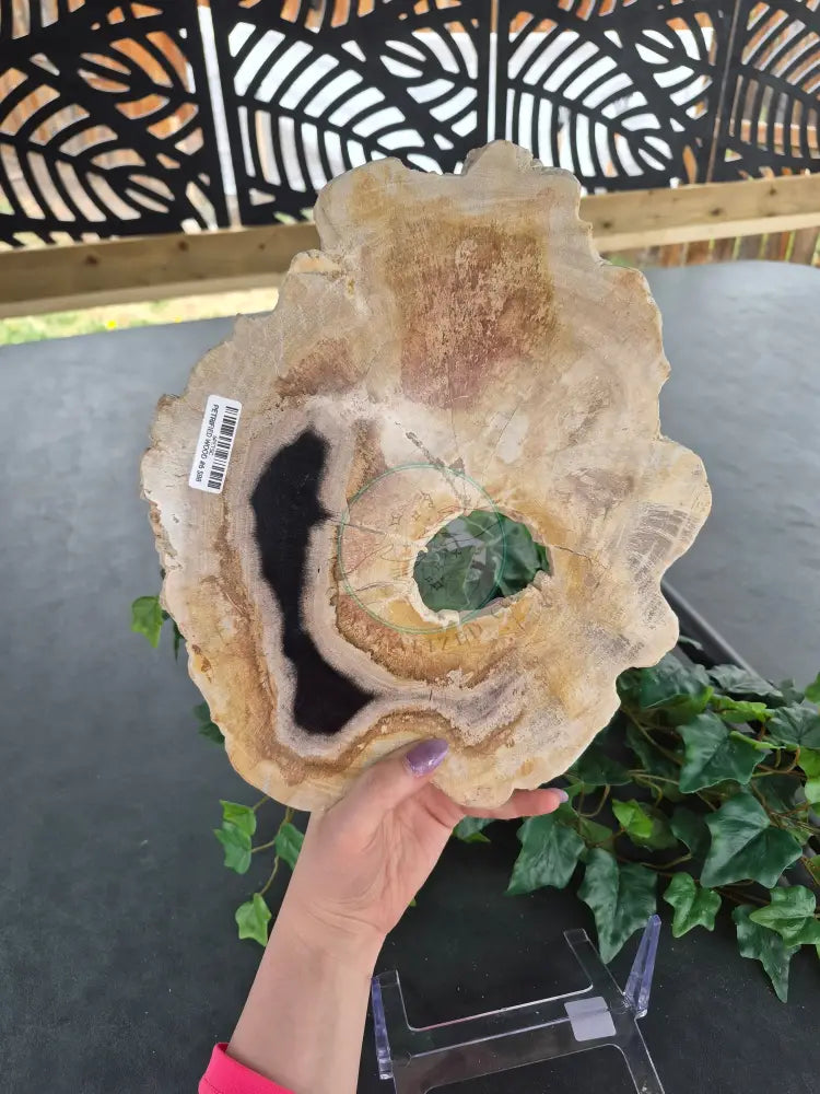 PETRIFIED WOOD SLAB #6
