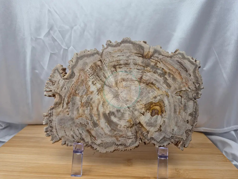 PETRIFIED WOOD SLAB 7