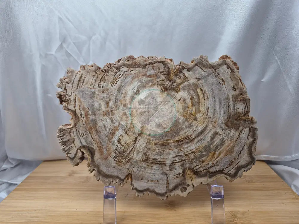 PETRIFIED WOOD SLAB 7