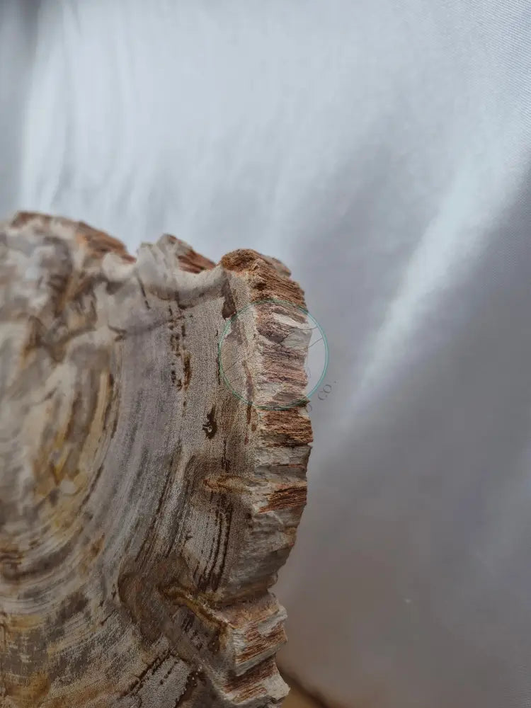 PETRIFIED WOOD SLAB 7