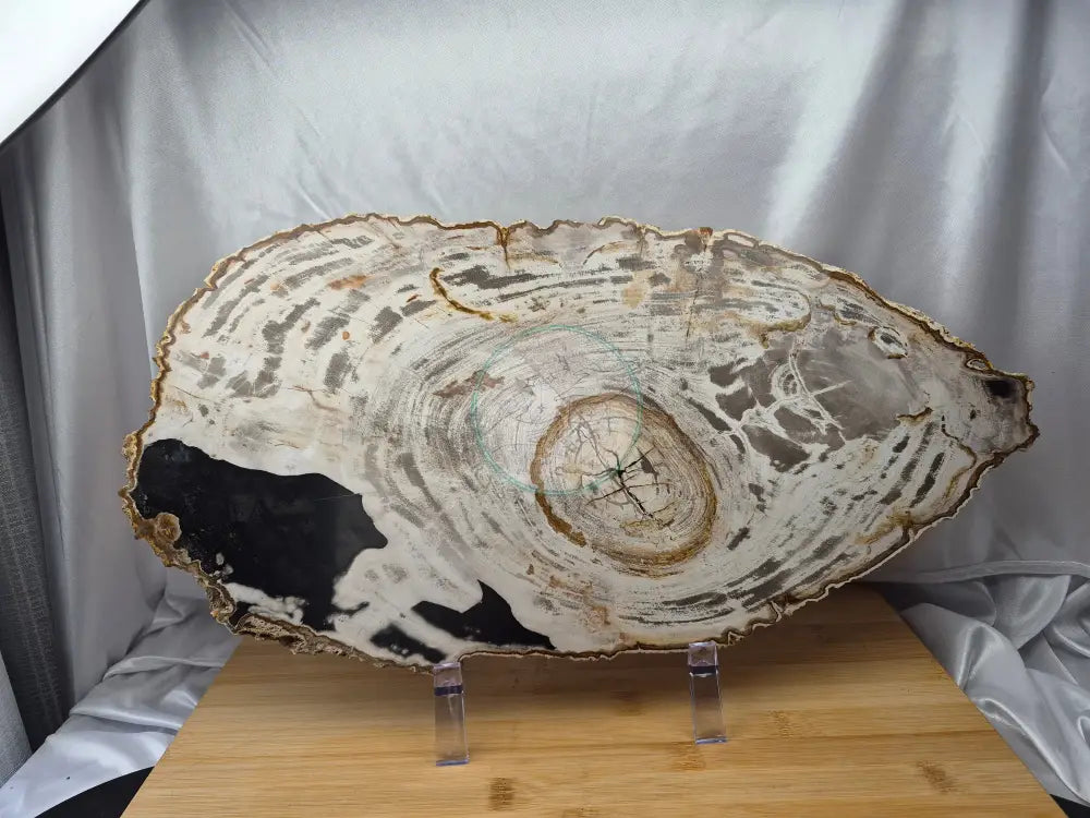 PETRIFIED WOOD SLAB 9