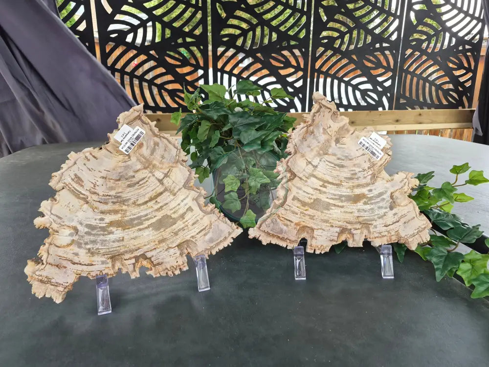 PETRIFIED WOOD SLAB COMPANION SET #14