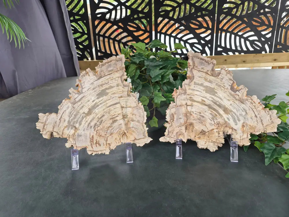 PETRIFIED WOOD SLAB COMPANION SET #14