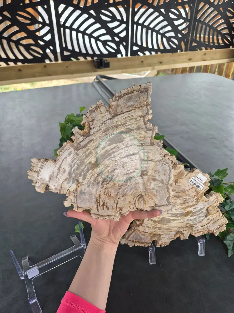 PETRIFIED WOOD SLAB COMPANION SET #14