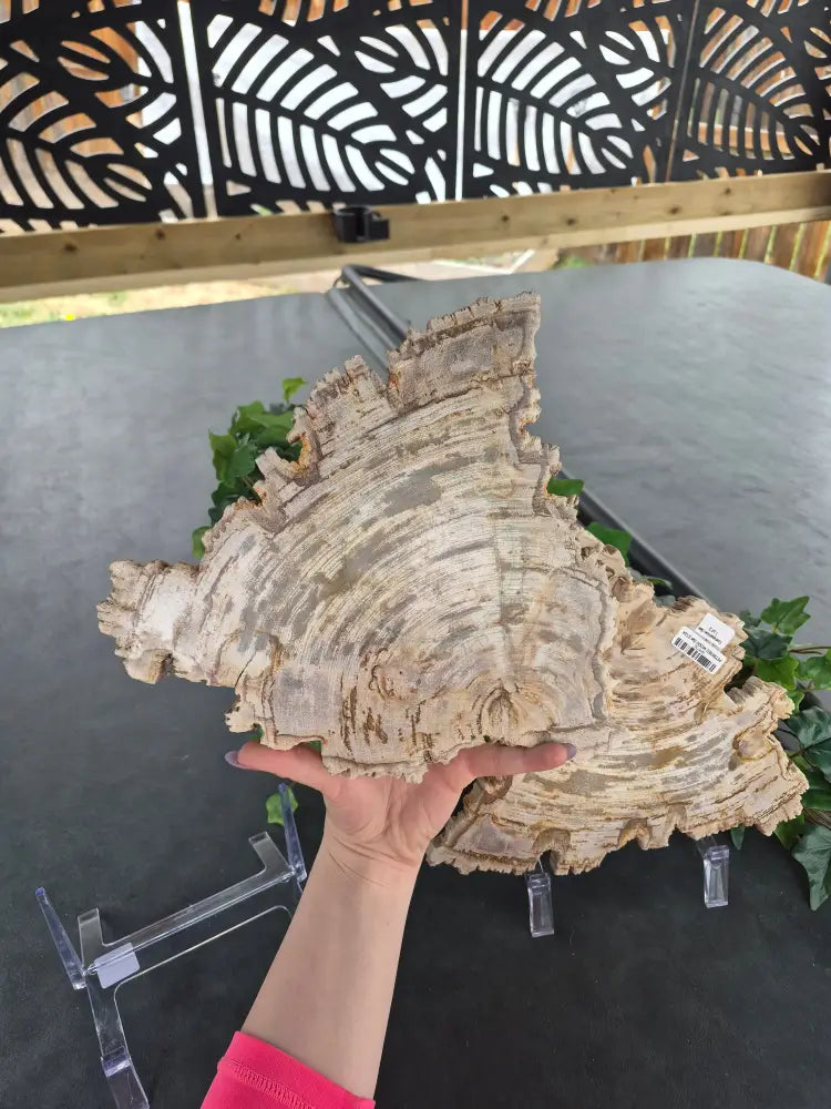 PETRIFIED WOOD SLAB COMPANION SET #14