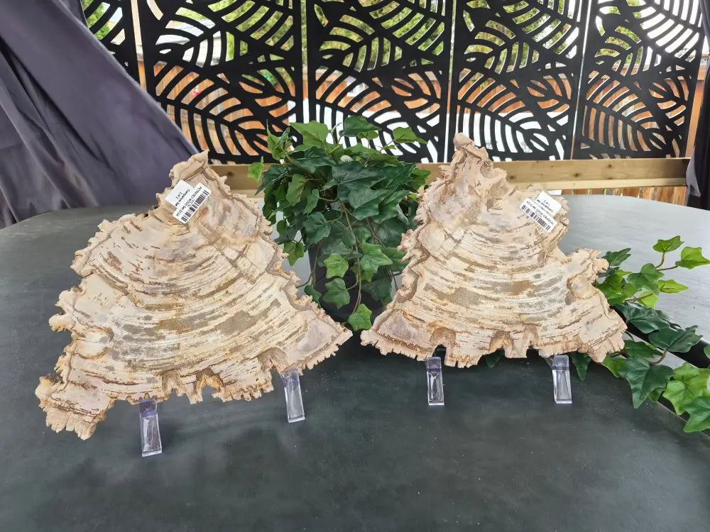 PETRIFIED WOOD SLAB COMPANION SET #14
