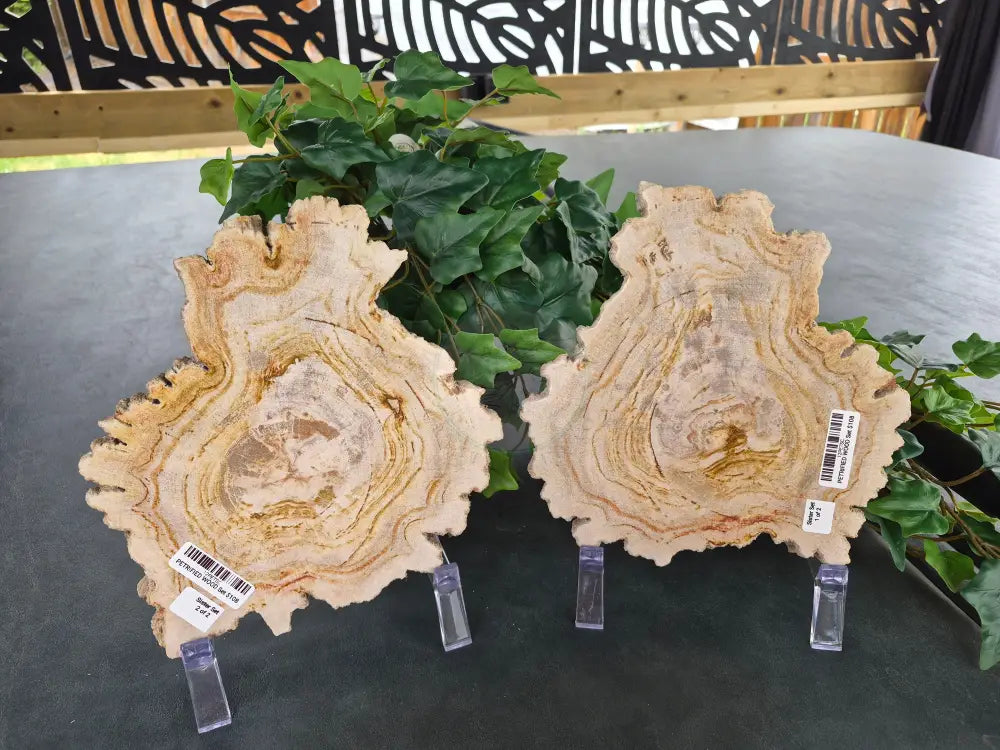 PETRIFIED WOOD SLAB SISTERS #12