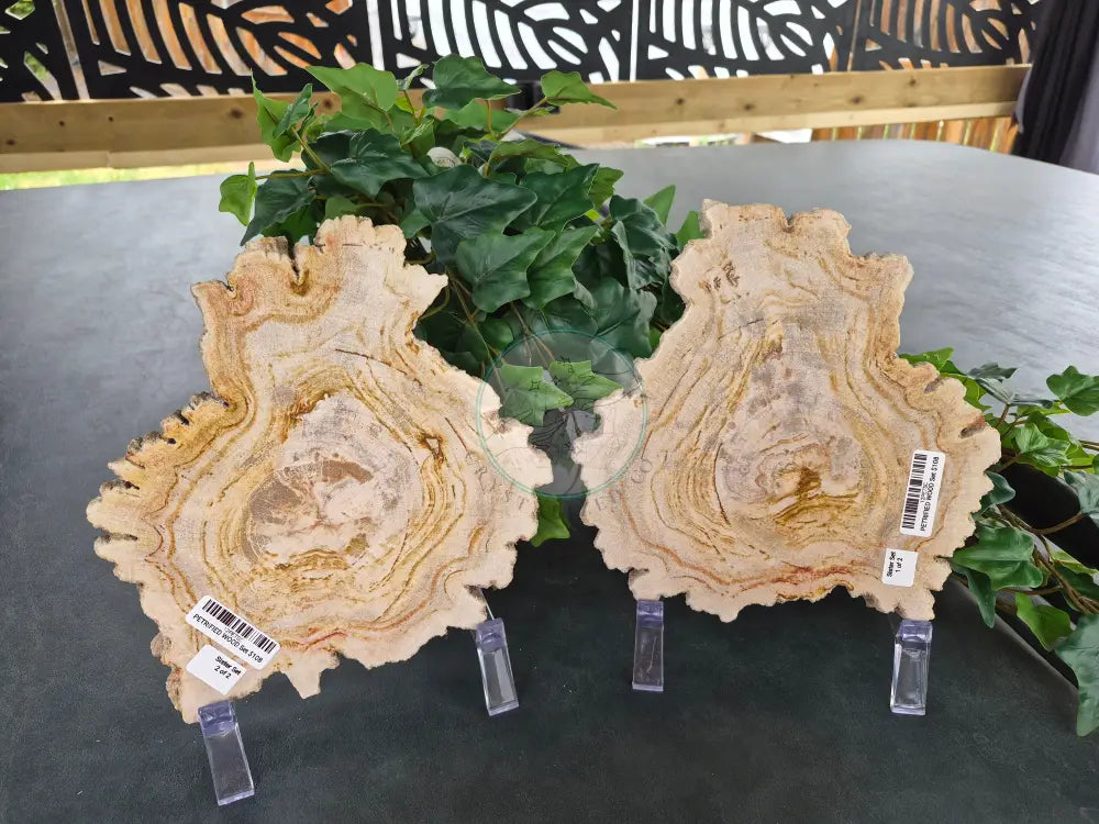 PETRIFIED WOOD SLAB SISTERS #12