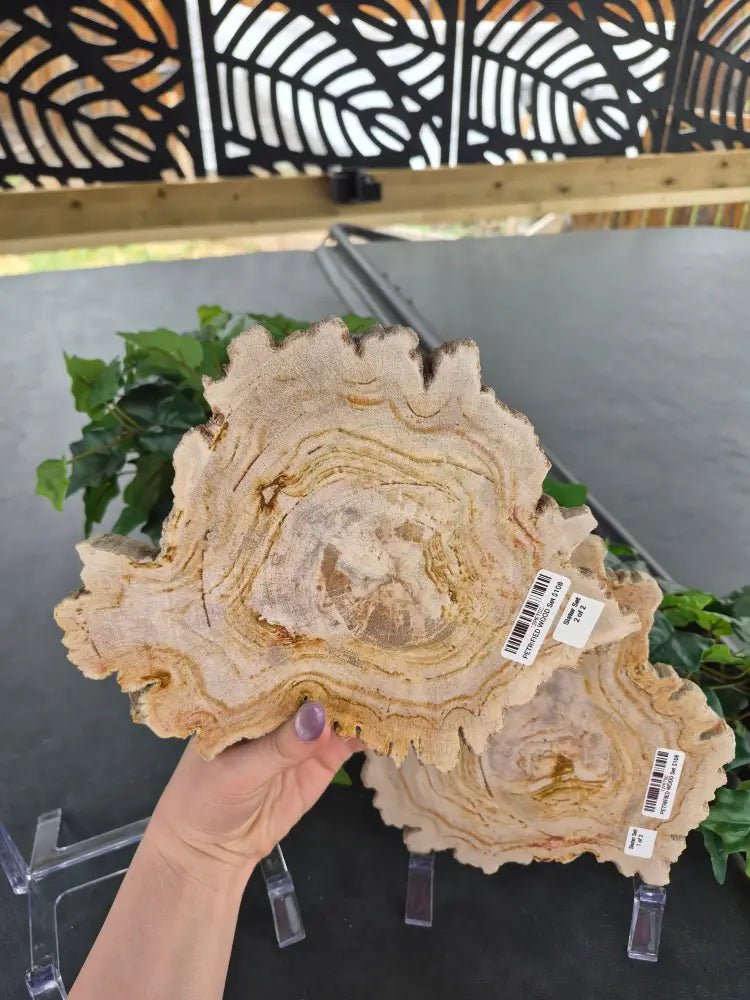 PETRIFIED WOOD SLAB SISTERS #12
