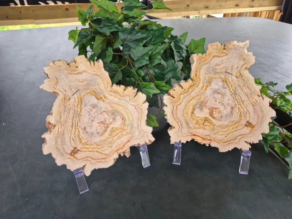 PETRIFIED WOOD SLAB SISTERS #12