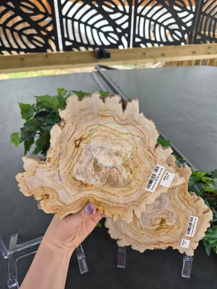 PETRIFIED WOOD SLAB SISTERS #12