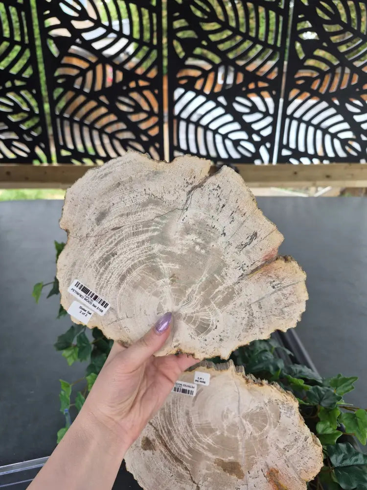 PETRIFIED WOOD SLAB SISTERS #13