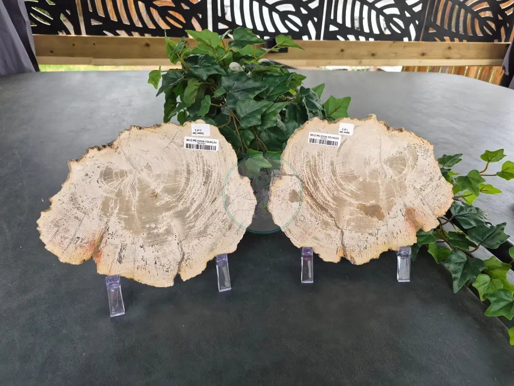 PETRIFIED WOOD SLAB SISTERS #13